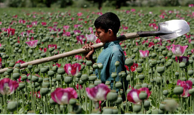 Washington, Kabul Losing War on Drugs in Afghanistan: US State Department